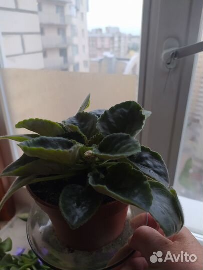 Фиалка Черный жемчуг