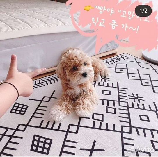 Мальтипу детка