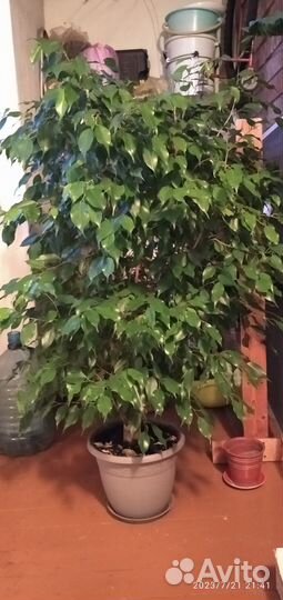 Комнатные цветы