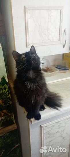 Отдам в добрые руки