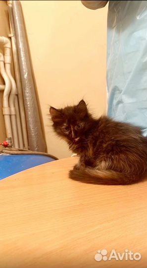 Малыши ласковые в добрые руки