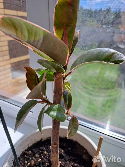 Фикус белиз