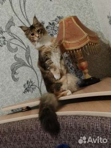 Вязка кошечка Мейн-кун