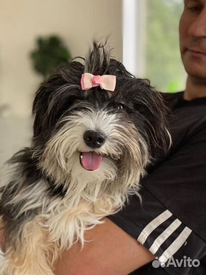 Маленькая собачка терьер в дар Бронь