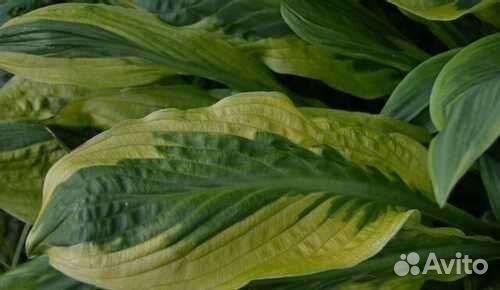 Хоcта foxfire palm sunday