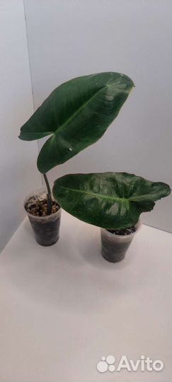 Филодендрон, пальмы,нолина,аукуба