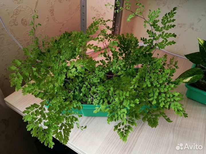 Папоротник адиантум (венерин волос)