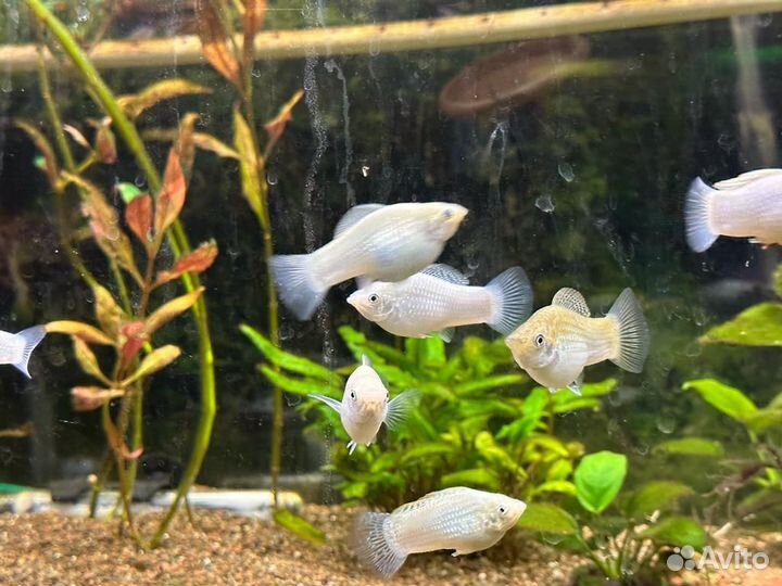 Велифера снежинка