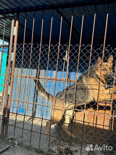 Отдам в добрые руки овчарка