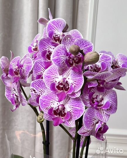 Орхидея фаленопсис биг лип на 3 цветоноса