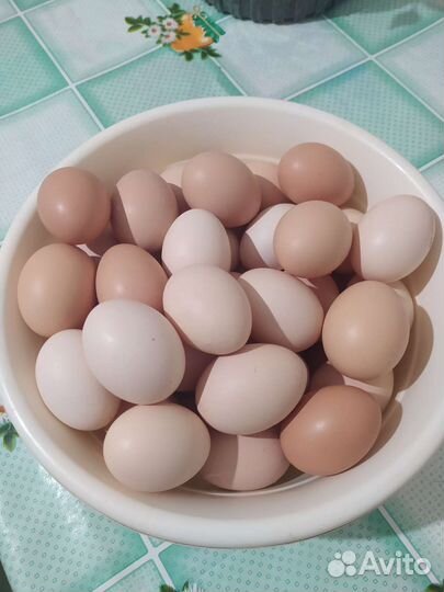 Домашние куриные яйца