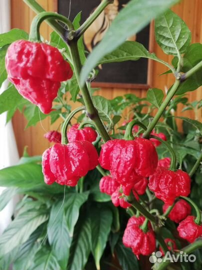 Рассада перца carolina reaper