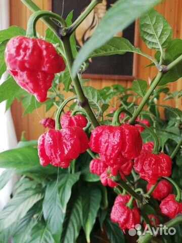 Рассада перца carolina reaper