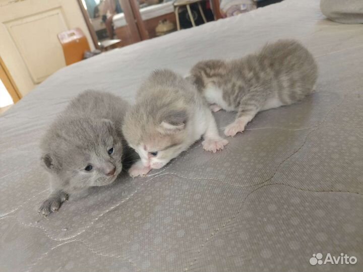 Кошки бесплатно