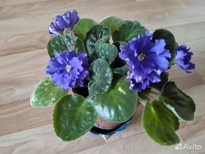 Фиалки, книга о фиалках