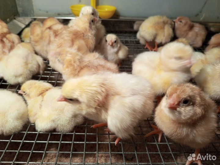 Цыплята