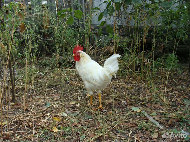 Куры, петухи и цыплята разных пород