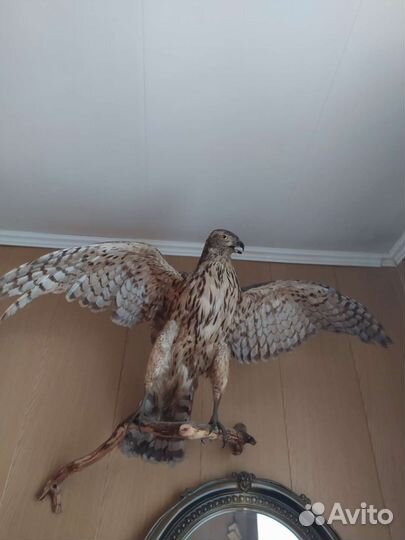 Чучело ястреба