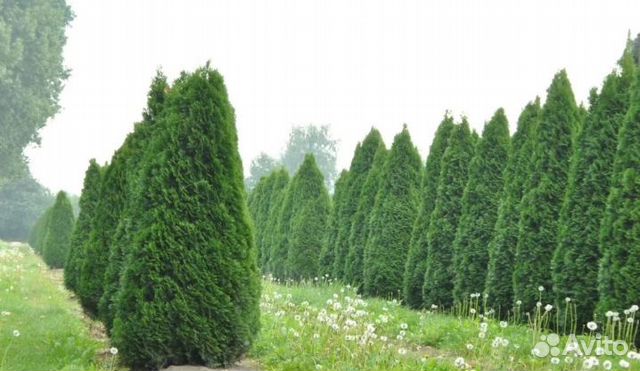 Саженцы туи Смарагд