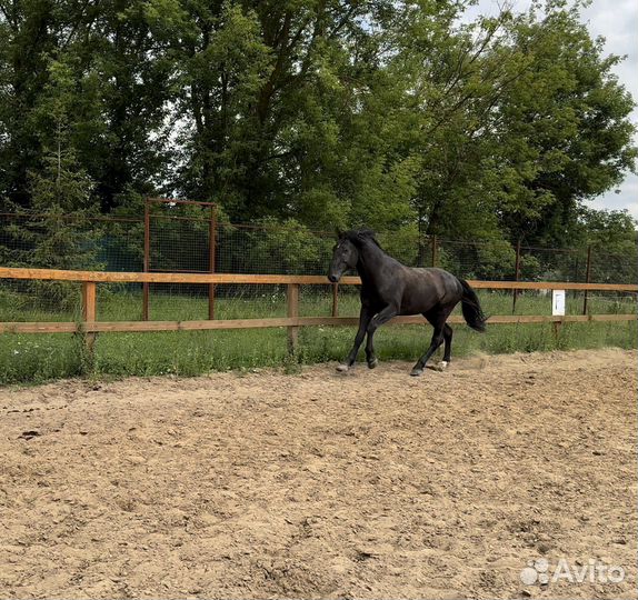 Карачаевский жеребец