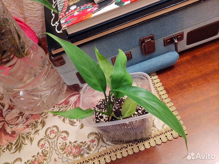 Спатифиллум (женское счастье)