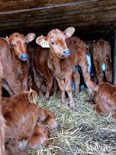 Телята Сименталы и Холмогоры