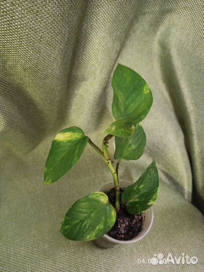 Эпипремнум