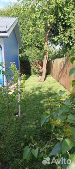 Рулонный газон для участка