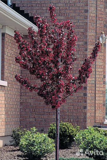 Яблоня Роялти декоративная