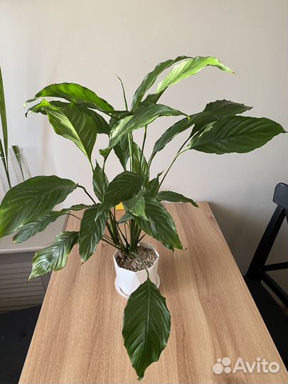 Спатифиллум