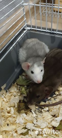 Милашки Дамбо