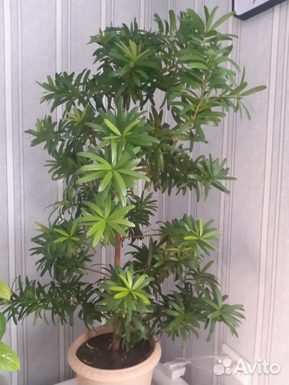 Подокарп круптнолистный