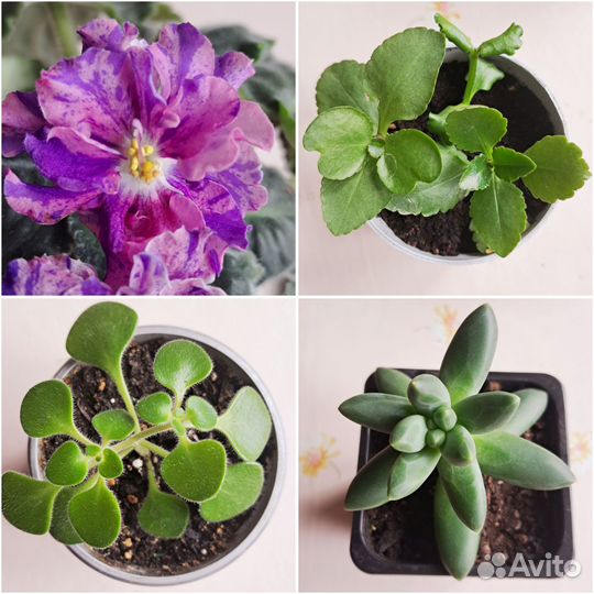 Фиалки,Пахифитум Компактный, Аихризон,Каланхоэ
