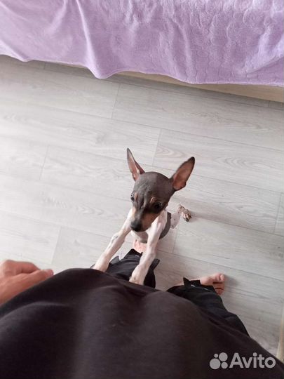 Маленькая собака в добрые руки