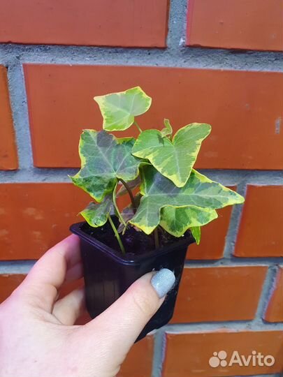 Плющ (хедера)