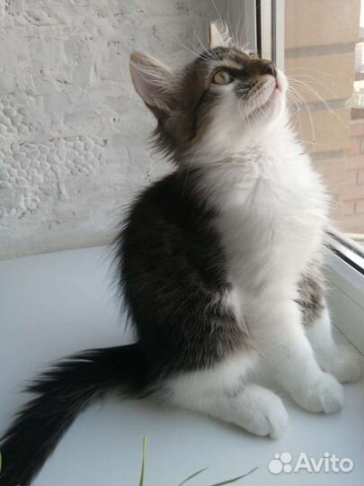 Очаровательные котята