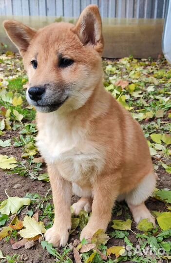 Сиба ину девочки