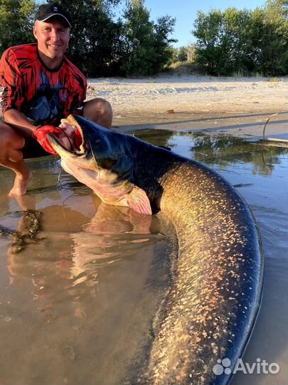 Трофейная рыбалка на сомов и судаков