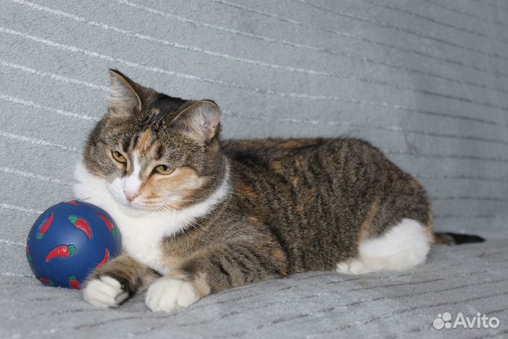 Кошка в дар бесплатно