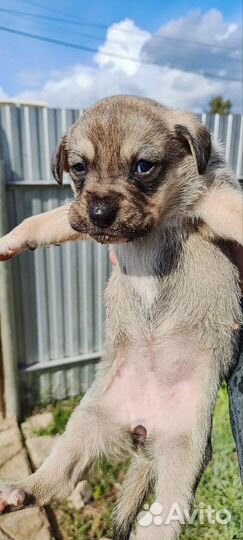 Щенки мелких пород бесплатно