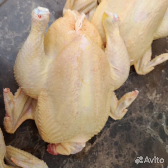 Домашние куры бройлеры