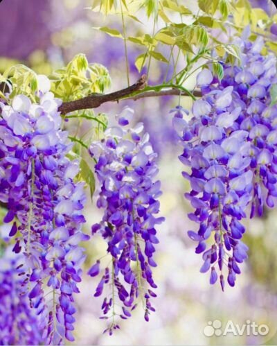 Глициния саженцы