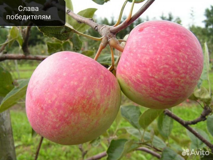 Саженцы яблонь