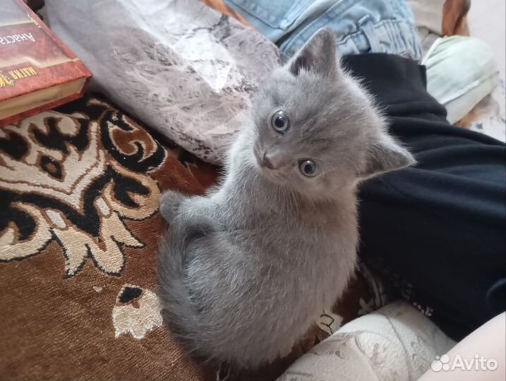 Кошечка бесплатно