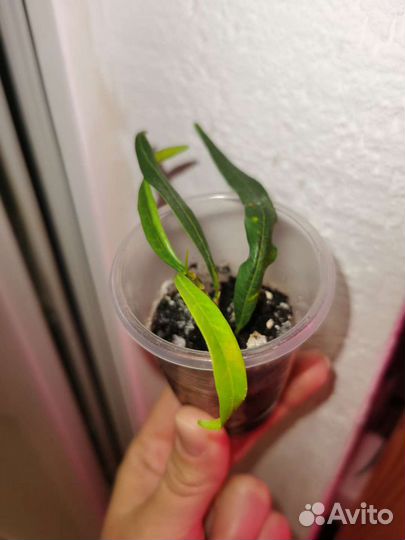 Фикусы редкие, много сортов, сингониумы и филы