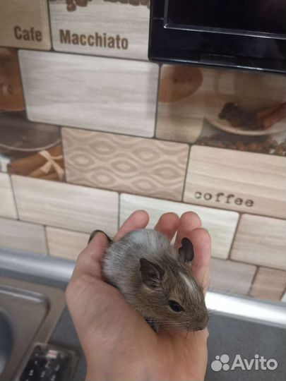 Белка дегу малыши