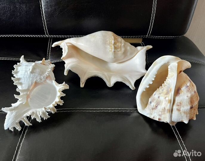 Морские раковины