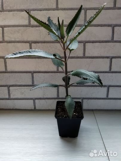 Каланхоэ Дегремона