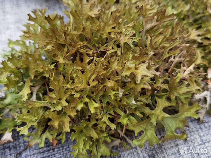 Цетрария лечебная, пармелия, кладония