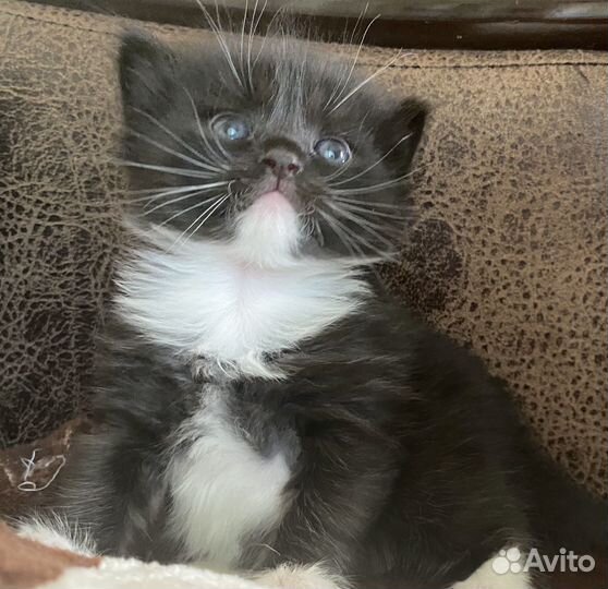 Котята в добрые руки даром